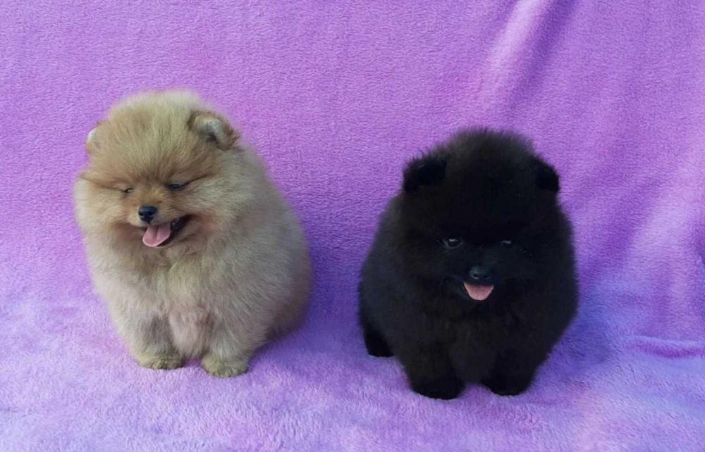 Померан мини baby face черно само свободно