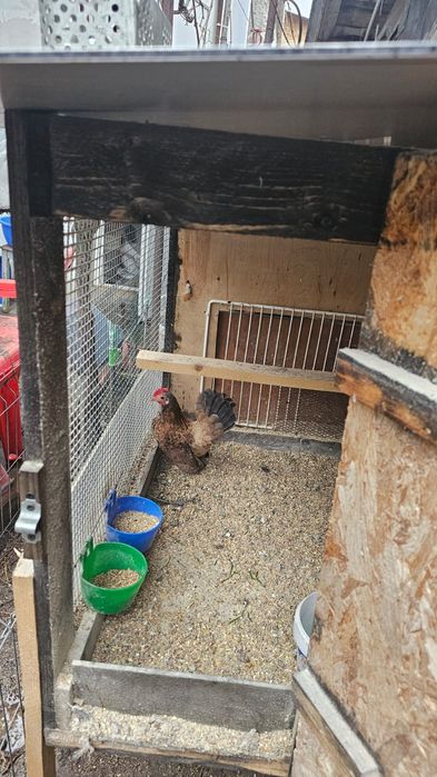 Familie gaini serama