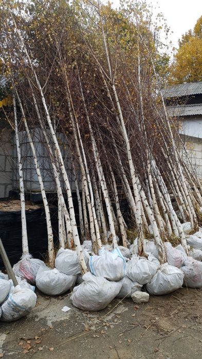 Vindem platan tei mesteacăn catalpa acer platanoides de mai multe dime