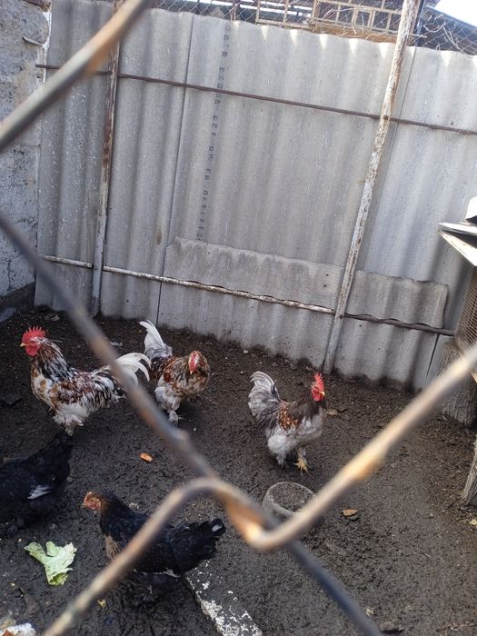 Продам карликовых петухов порода бентамка