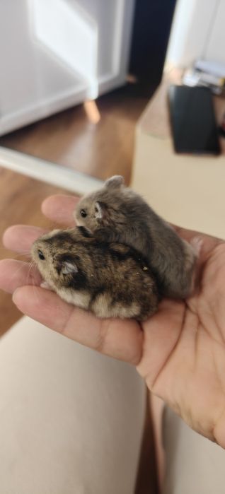 Мини хамстерчета