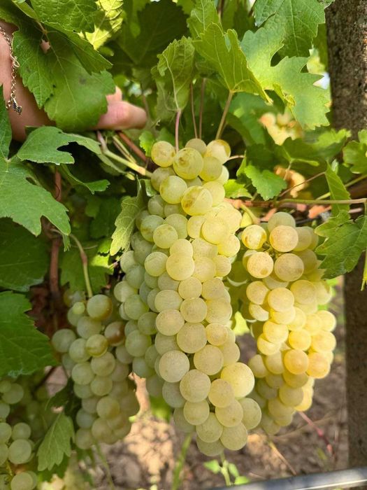 Vand struguri de vin