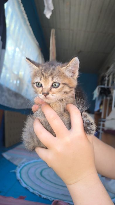 Котята красивые и добрые