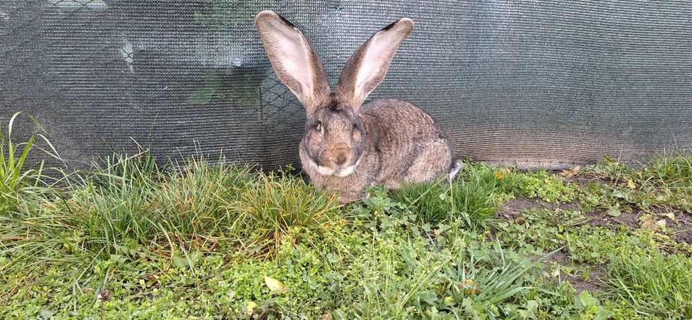 Белгийски великани