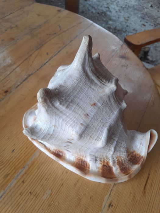 Cochilie melc marin Cassis Cornuta