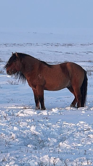 Мұғалжар тұқымы АЛИ деген айғыр сатылады