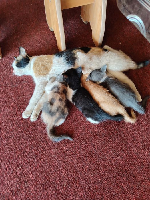 Отдам котят маленких
