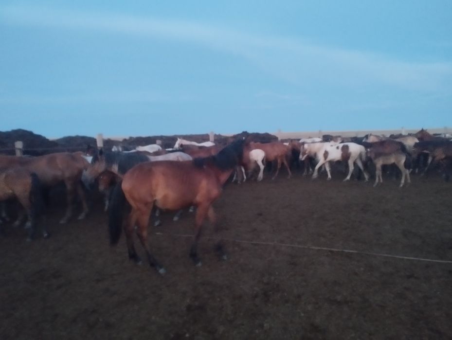 Продам Тая со степи