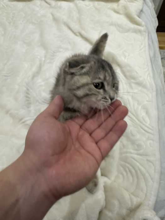 Кошка скоттиш фолд