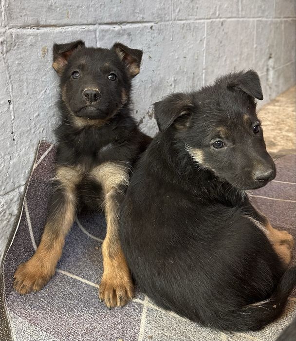 Щенки немецкой овчарки