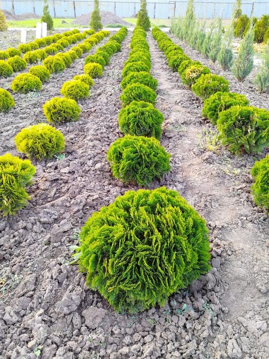 Туя шарик шаровидная даника