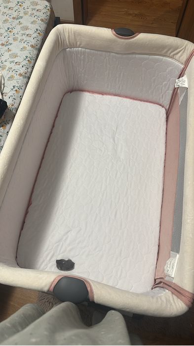 Patut vanzare roz bebelusi…