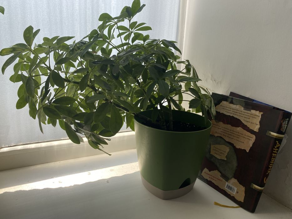 Цветы комнатные от 1000 тенге