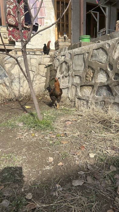 4 та куланги/брама 4ta kulangi/brama