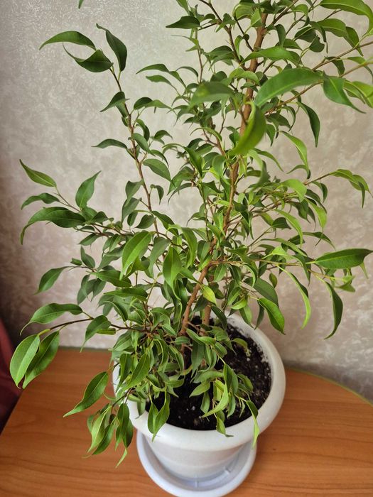 Продам комнатные цветы с горшками