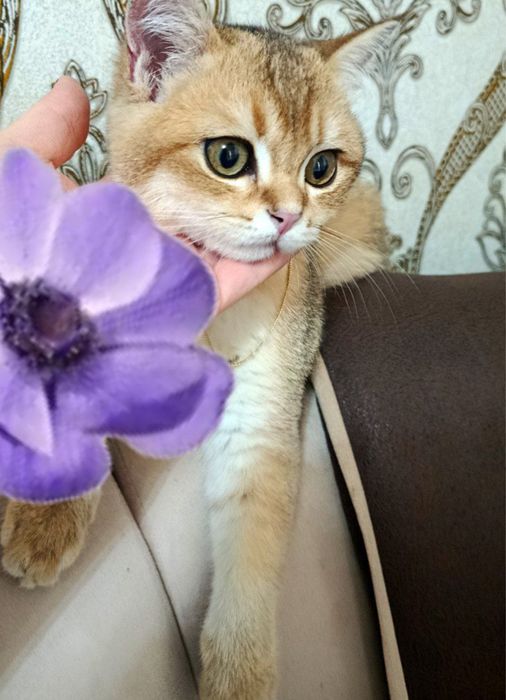 Залатисти шиншила