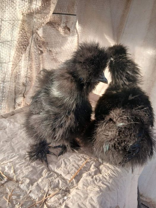 Продавам копринки