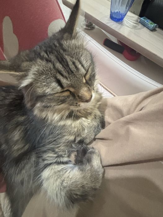 Отдам котенка даром