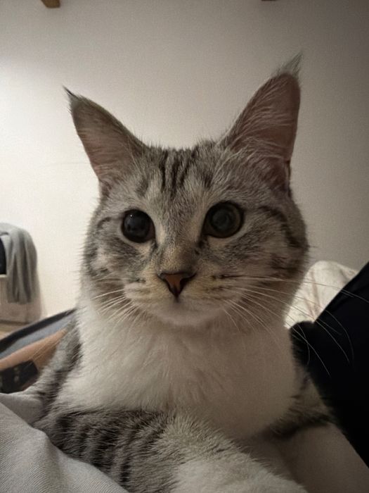 Кошка 5,5 месяцев