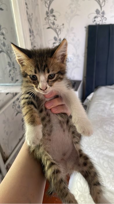 Отдаю котенка в добрые руки