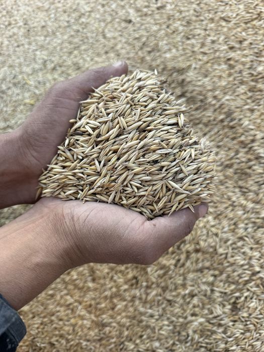 Продам сухой, чистый овес