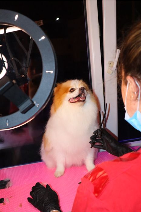 Tuns catei bragadiru 20%reducere