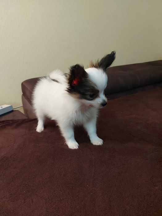 папион мъжки кученца