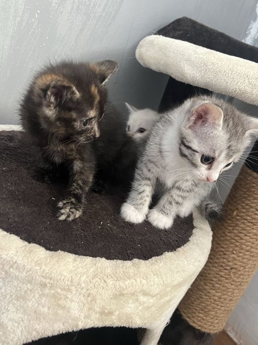 Срочно отдам котят