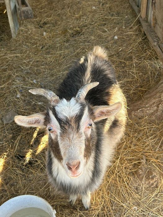 Ешкі шыбыш сатылады