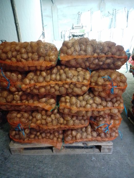 Vand cartofi alb si rosu 1 ron kg