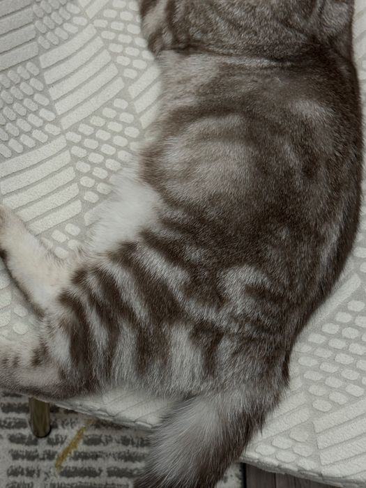 Продам Кота 6 месяцев