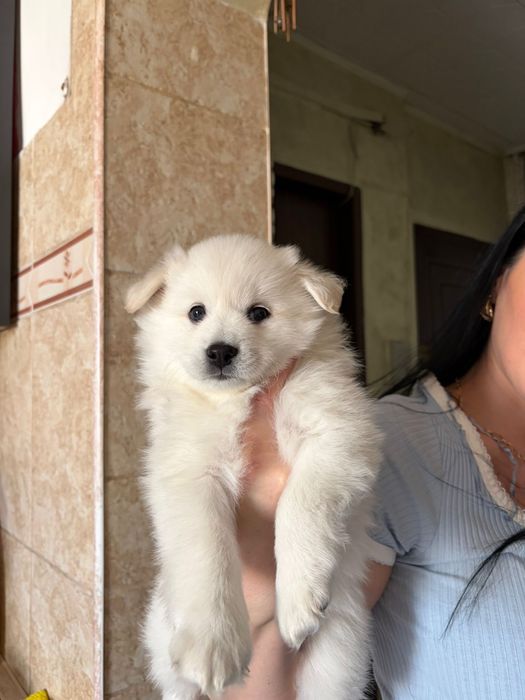 Spitz german 5 saptamani