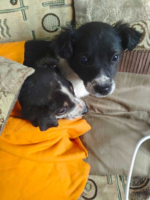 Щенки бесплатно Алматы