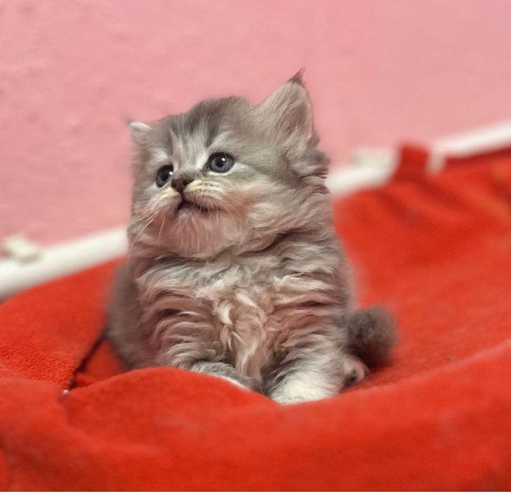 Продается шиншила катенок
