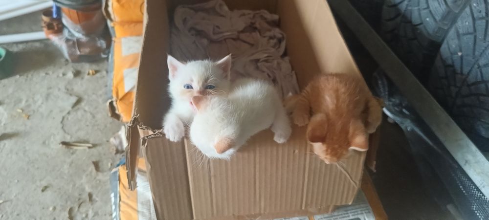 Отдам котят в хорошие руки