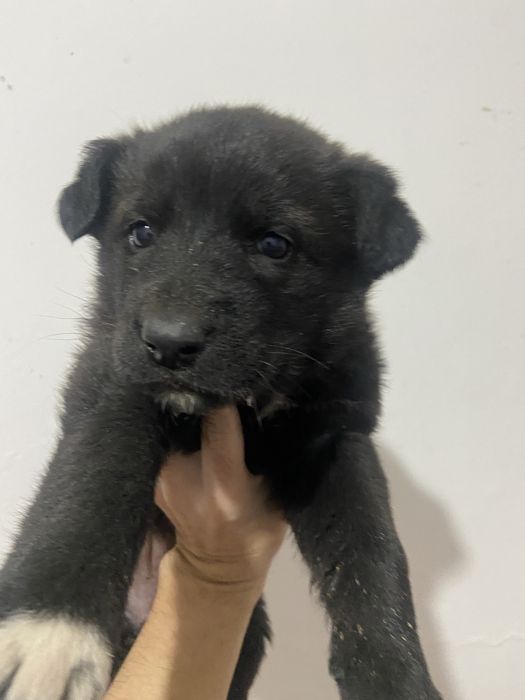 Европейский овчарка сатылады