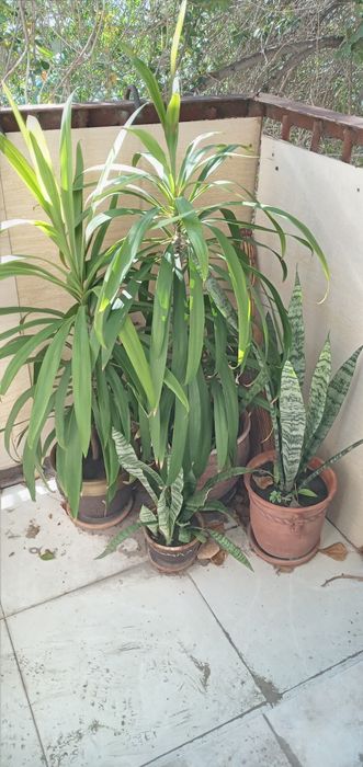 Продам домашнюю пальму