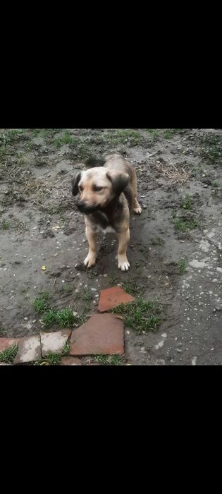 Adoptie catelusa talie foarte mica