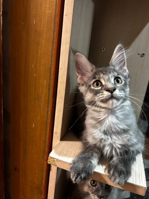 Котёнок породы Мейн-кун