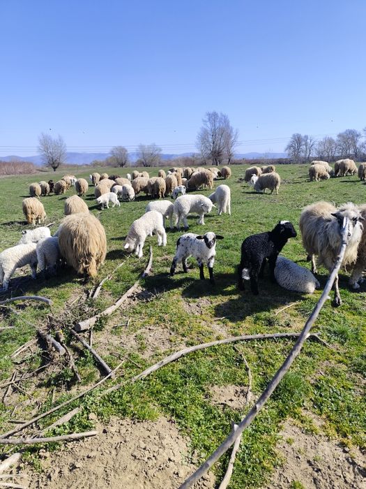 Vând 60 de oi cu miei și gestante