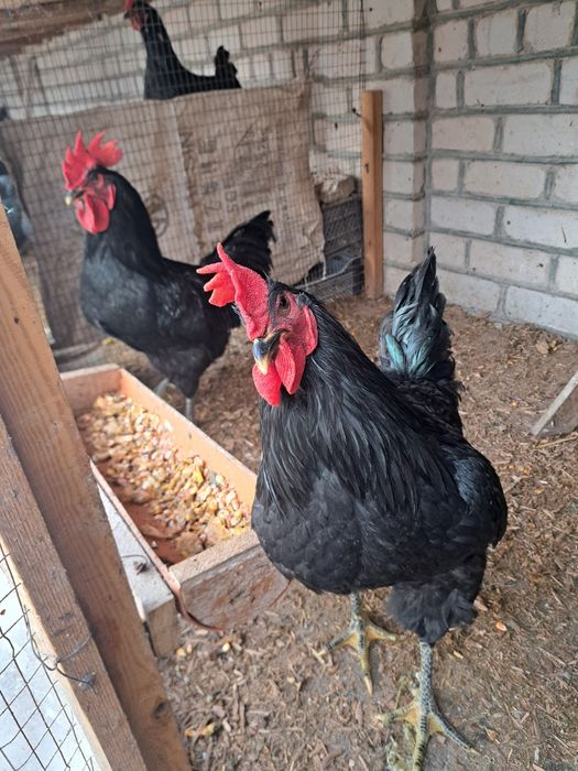 Gigant Qora Shaxzoda Xo'rozlari sotilodi