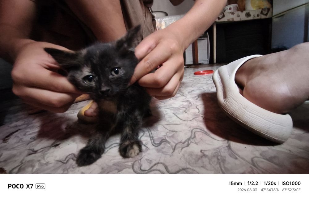 Котята в хорошие руки