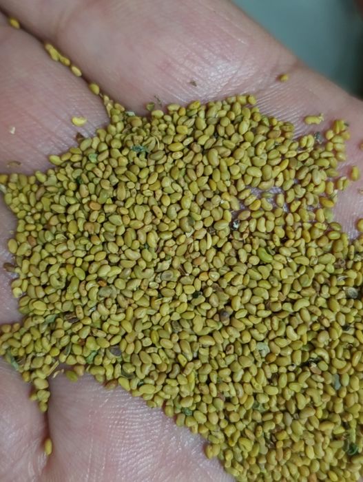 Жонышка тукым Семенов клевер