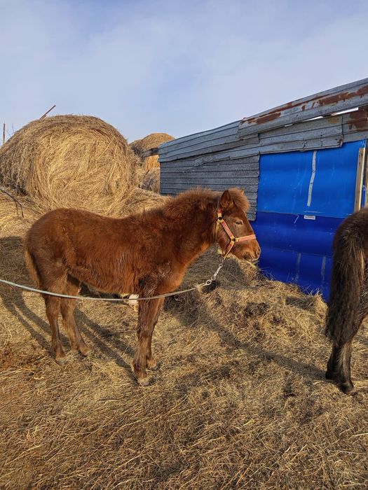 Продам жабагы ургаши