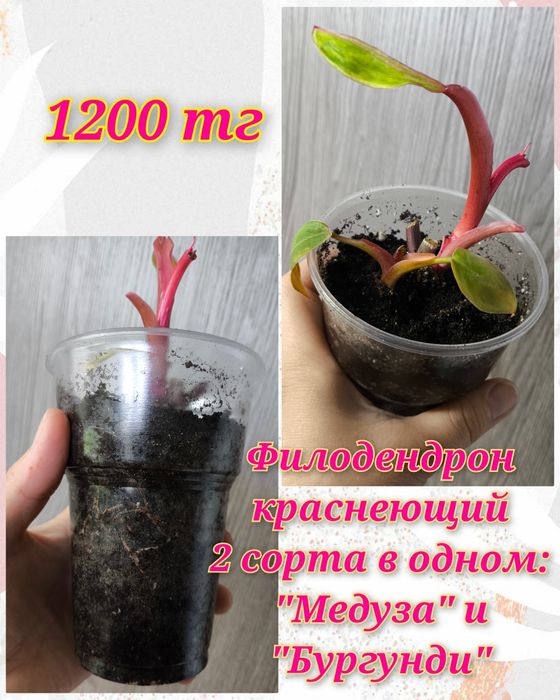 Глоксинии, гименокаллис, филодендроны и др.