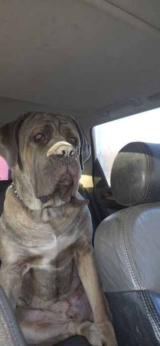 Продаются щенки кане корсо