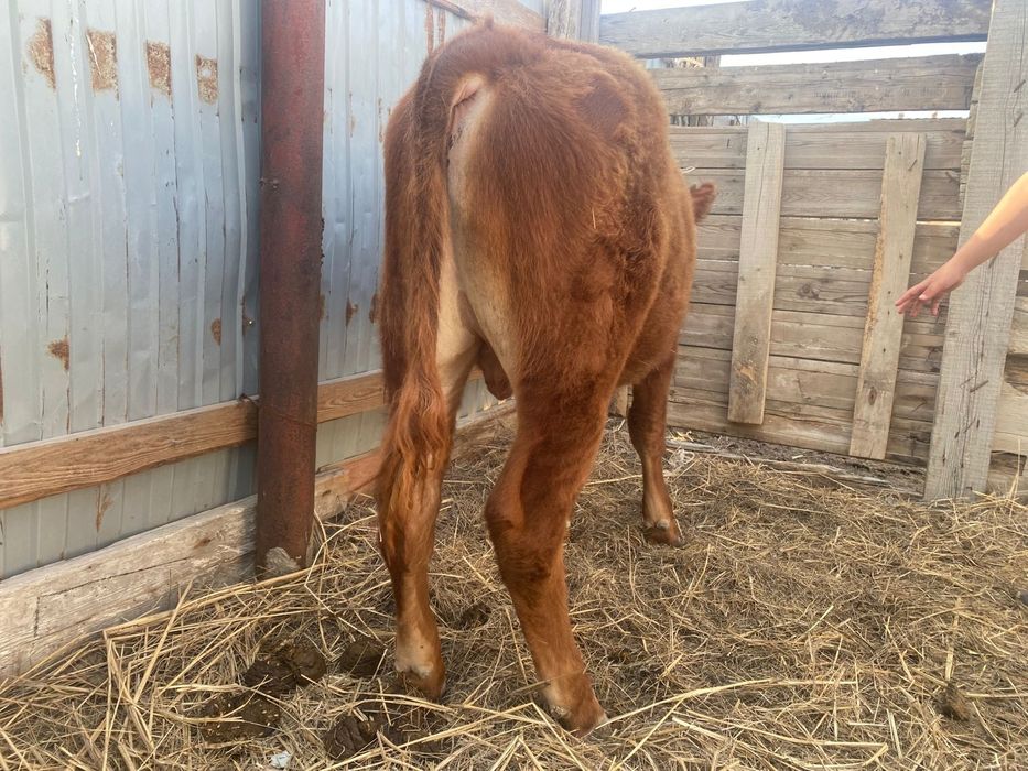 Акбас буқа сатылады