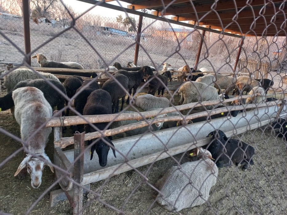 Тоқтылар сатылады.