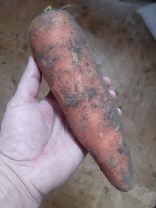 Продам морковь .