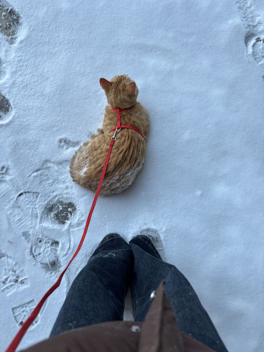 Отдам в добрые руки